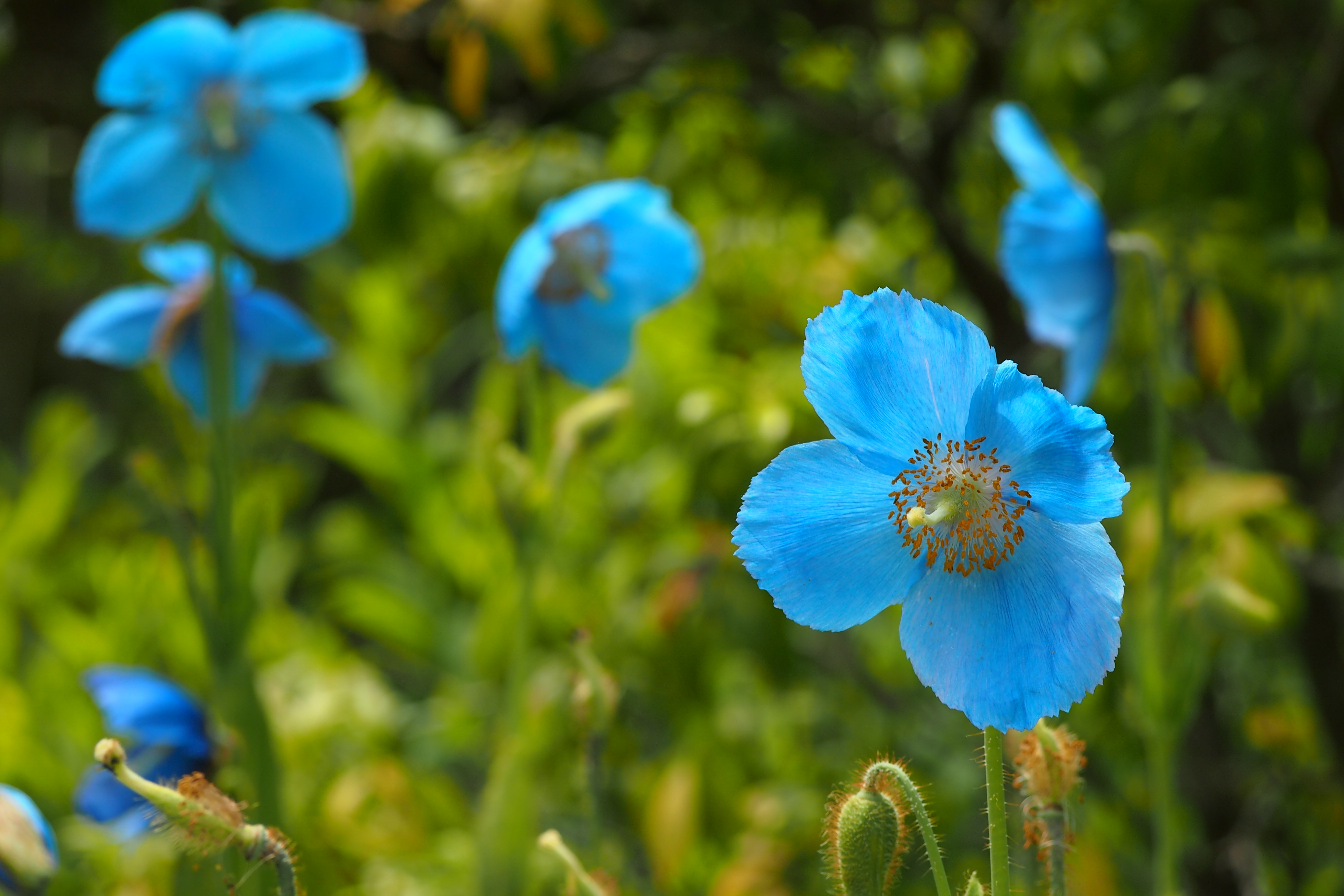 ブログ 幻の花 神秘的な青い花が咲きます 5月から6月上旬 公式 箱根 オーベルジュ フォンテーヌ ブロー仙石亭