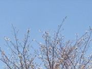 桜　咲きはじめ