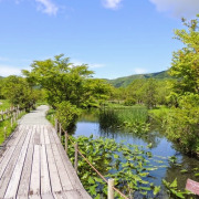 箱根湿生花園　園内