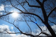 冬景色　木々　太陽　青空