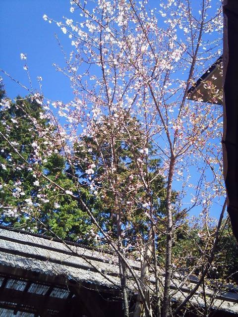 仙石亭の桜